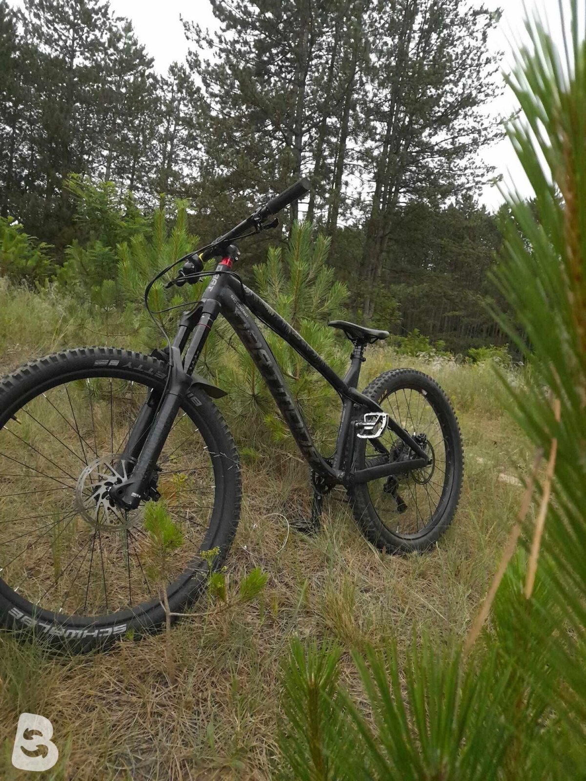 Dartmoor Hornet 2021