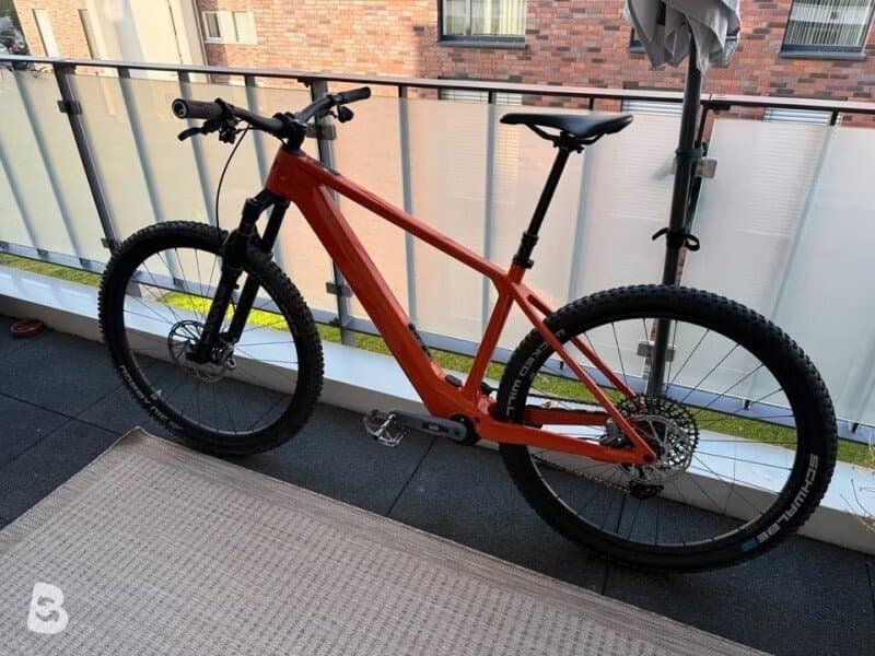 Rose Bonero Plus 3 2024
