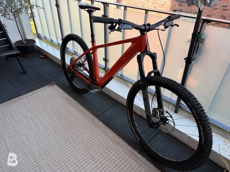 Rose Bonero Plus 3 2024